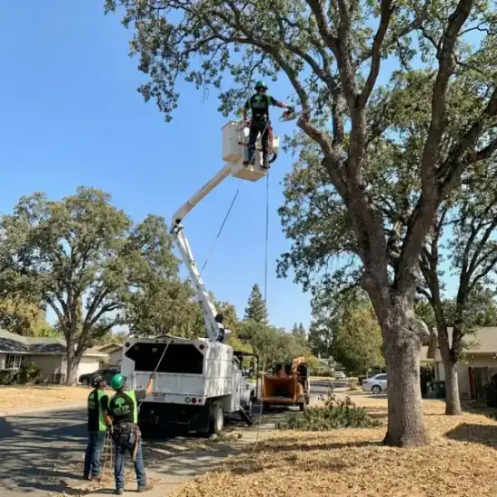 Bucket truck trimming a large oak tree in Nashville